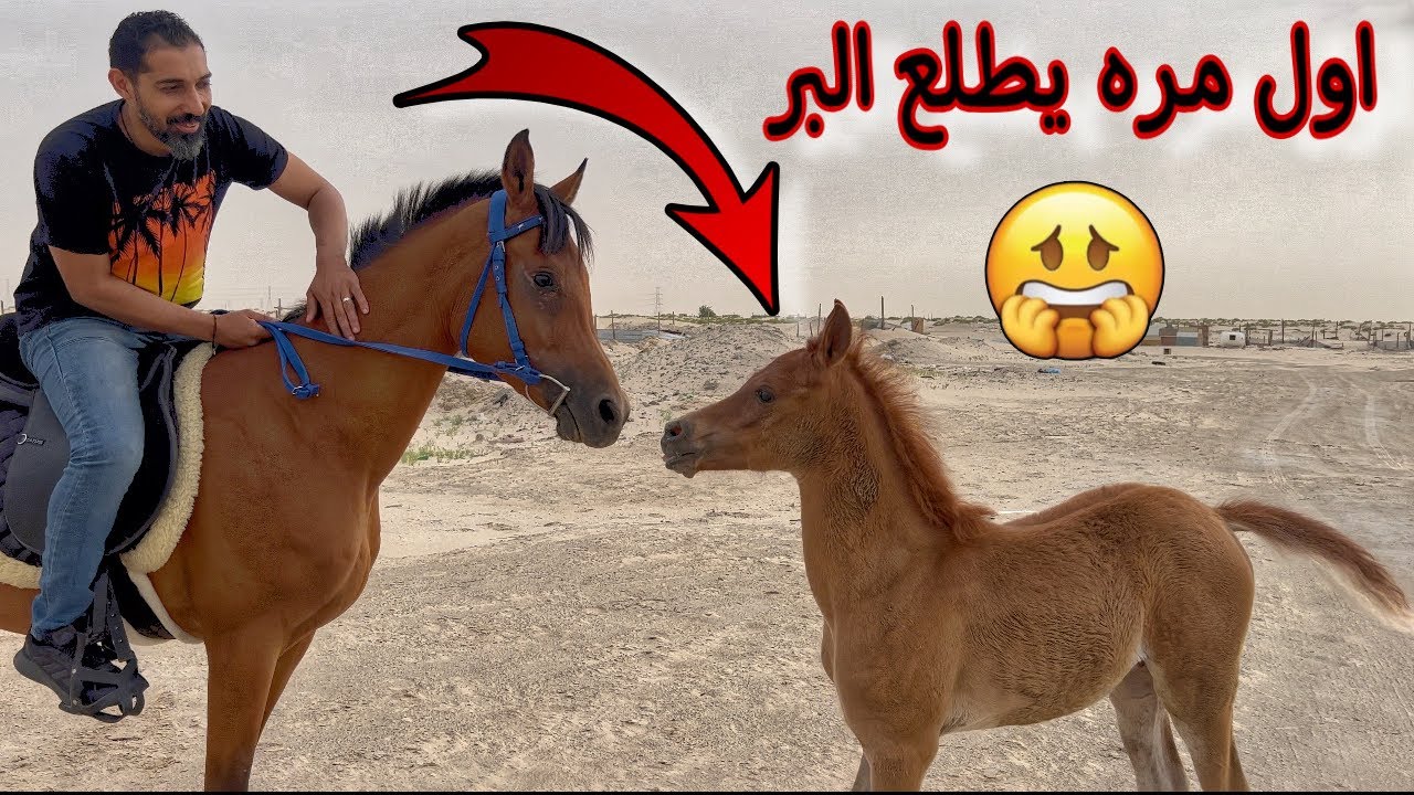 ماتوقعت ان الفرس راح تكون كذا لما ركبتها 😱 تعلمت كيف اروشها 😶‍🌫️