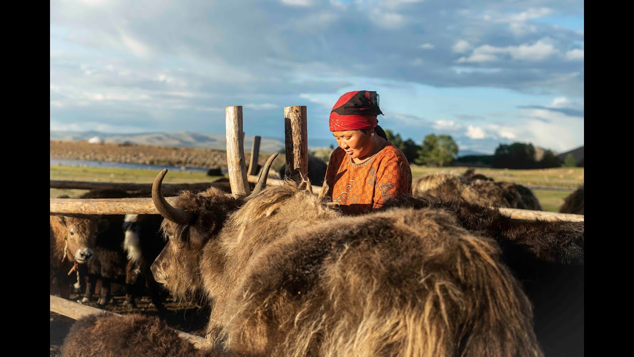 Holistic Planned Grazing & EOV in Mongolia: PLUS Project 2022 Recap