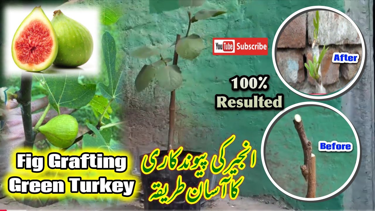 Green Turkey Fig Grafting Simple And Easy Technique | Anjeer Ki Pewandkari | Mr Planter