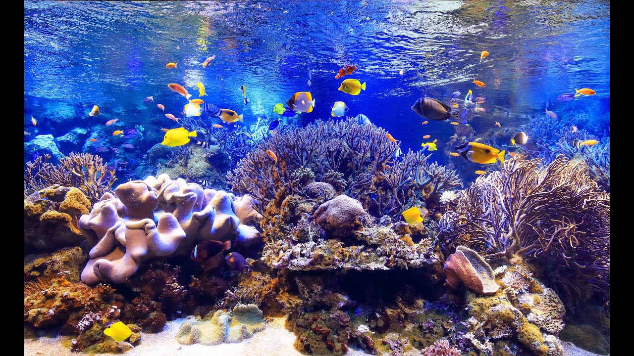 《鳥羽水族館》コーラルリーフダイビング水槽　映像1時間