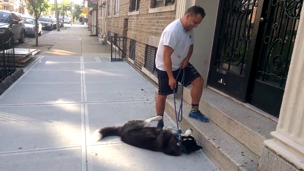 Husky Doesn't Want To Go Home