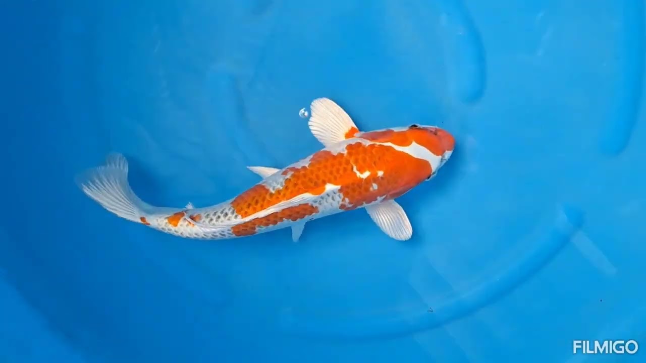 Koihunt februari 2026 deel 2