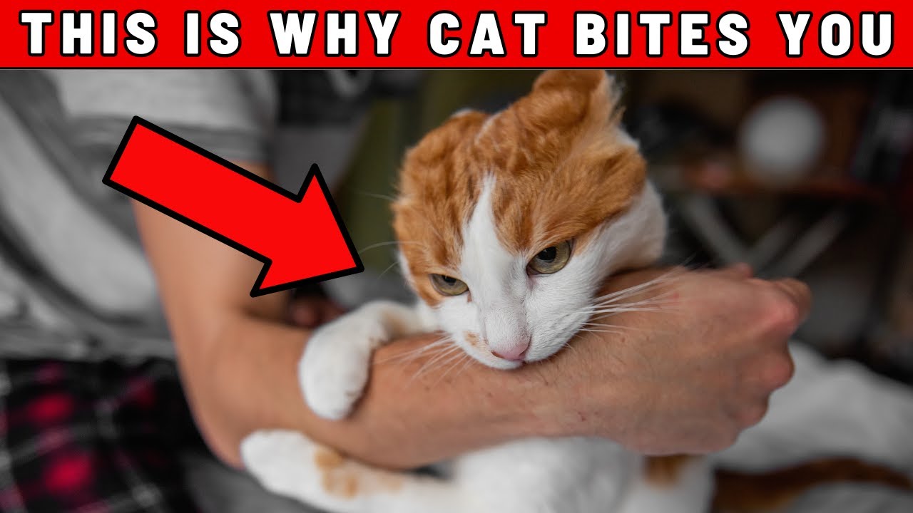 If Your Cat Bites You, They Are Trying To Tell You THIS...