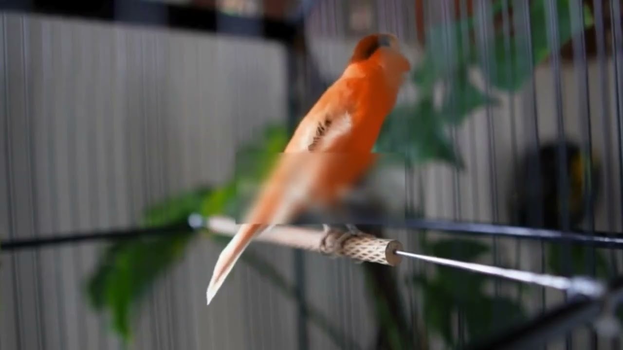 Belgian Canary Singing Practice for Stronger Vocals
