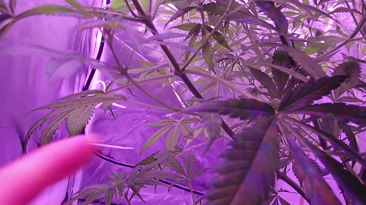 Purple Kush: F2 Major Trim in Flower (week 2ish)