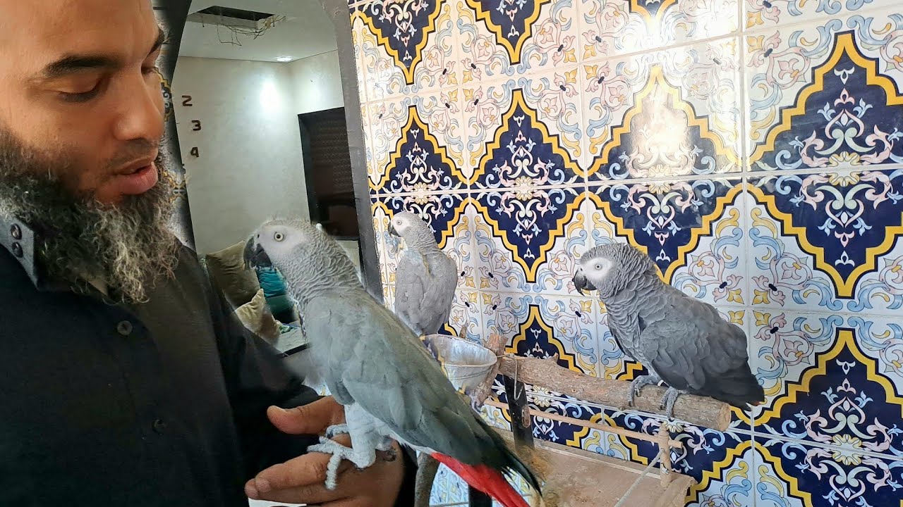 ببغاء يتكلم ويكبر الله مع الأخ نجيب 🇲🇦 بمدينة الدار البيضاء هدا ثمن ديالو