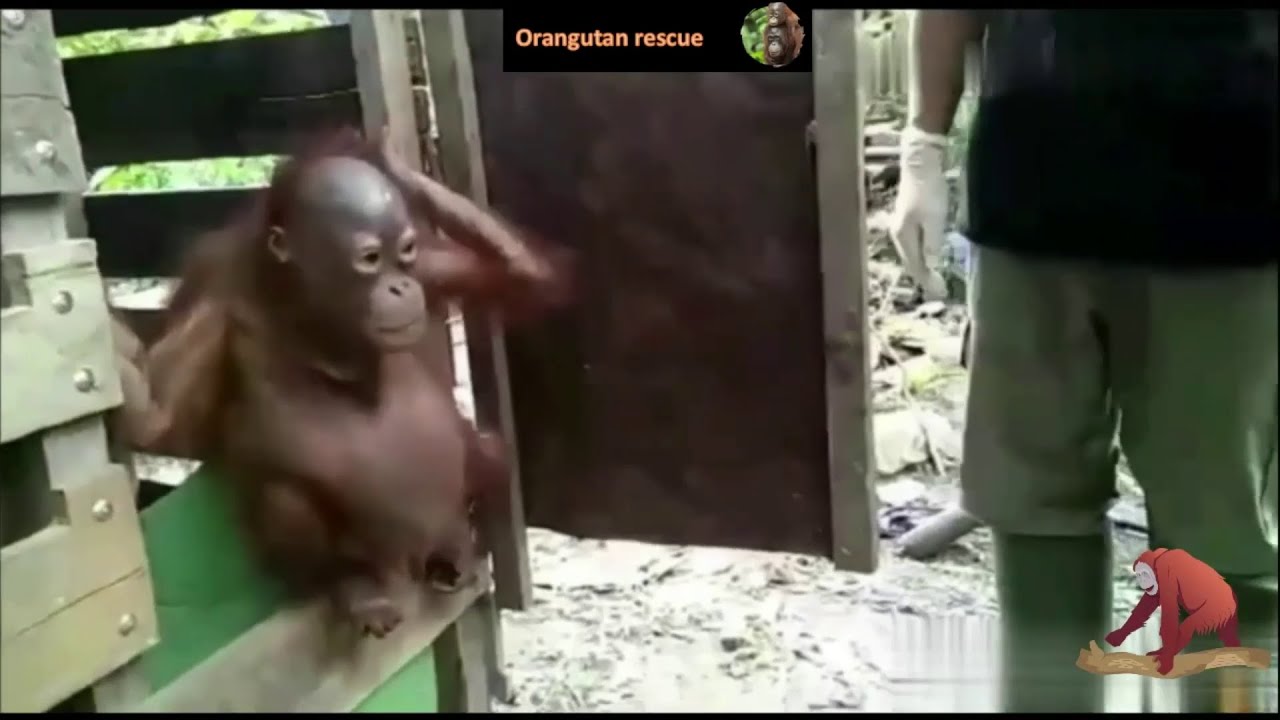 Two amazing rescues of baby orangutans kept illegaly as pets by villagers. Baby orangutan rescue
