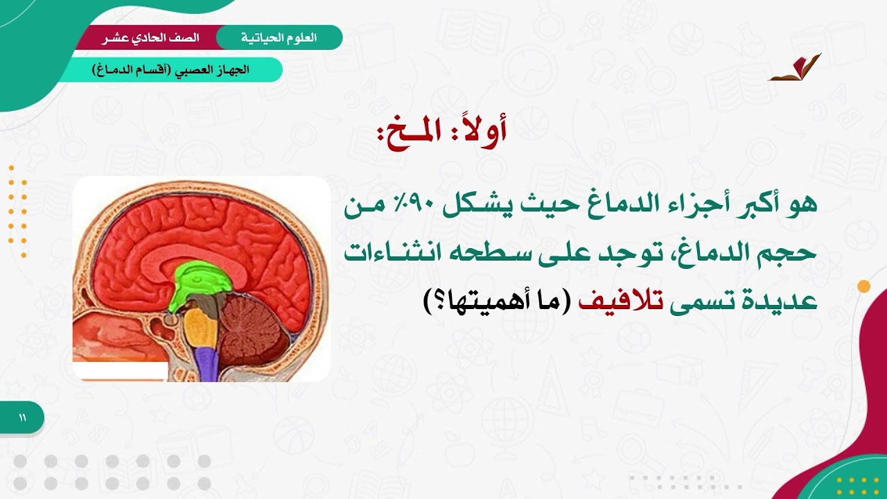 العلوم الحياتية 11 - الفصل 1 | الجهاز العصبي (أقسام الدماغ)