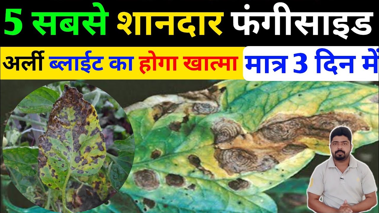अर्ली ब्लाईट।Early Blight।।Early Blight in Tomato।Early Blight in Potato।Best spre For Early Blight