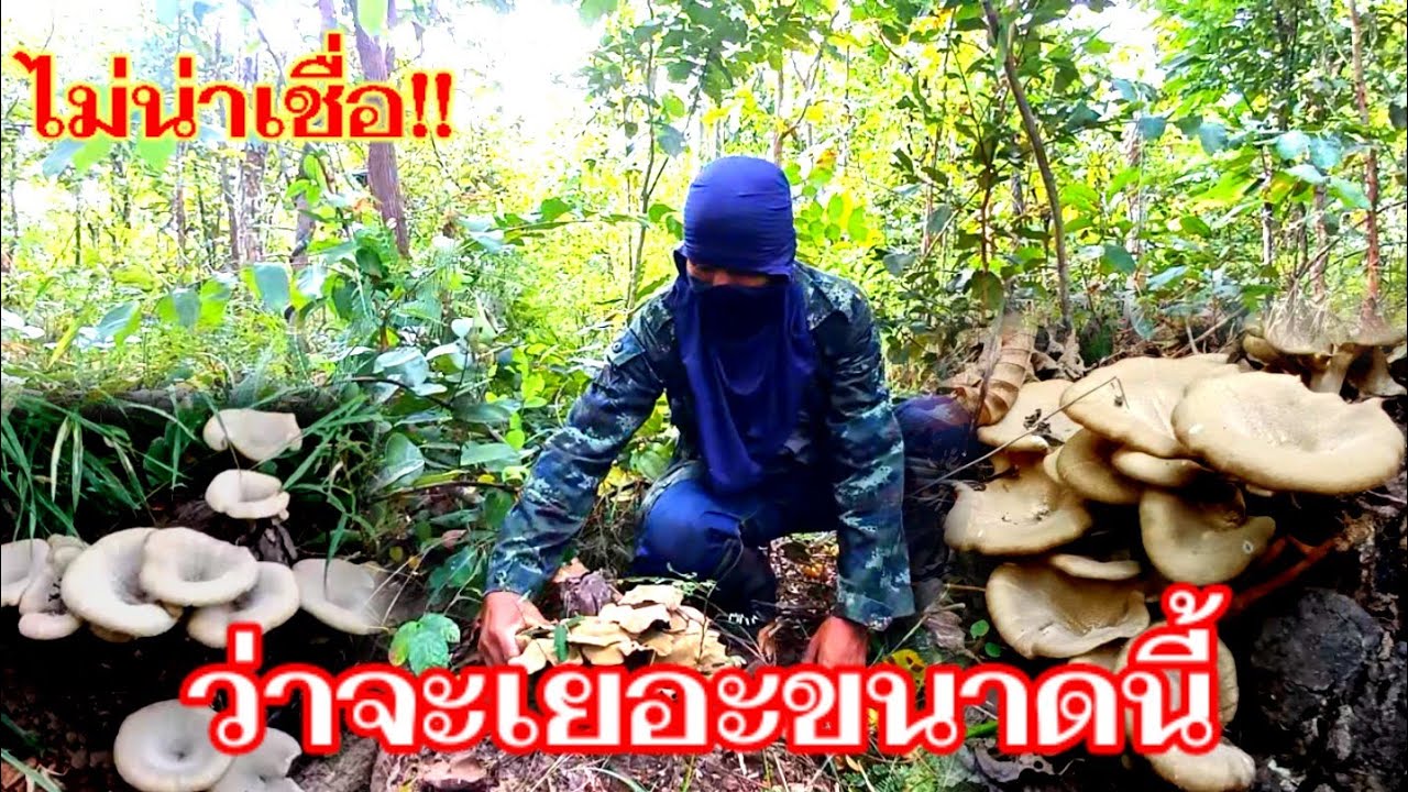 ไม่น่าเชื่อว่าจะเยอะขนาดนี้ เห็ดบด เห็ดกระด้าง #ไม่น่าเชื่อ 