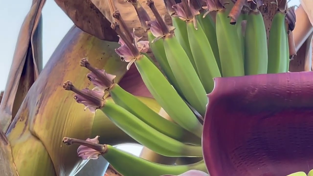 Blue Java Banana Fruiting Time Lapse Ice Cream Banana