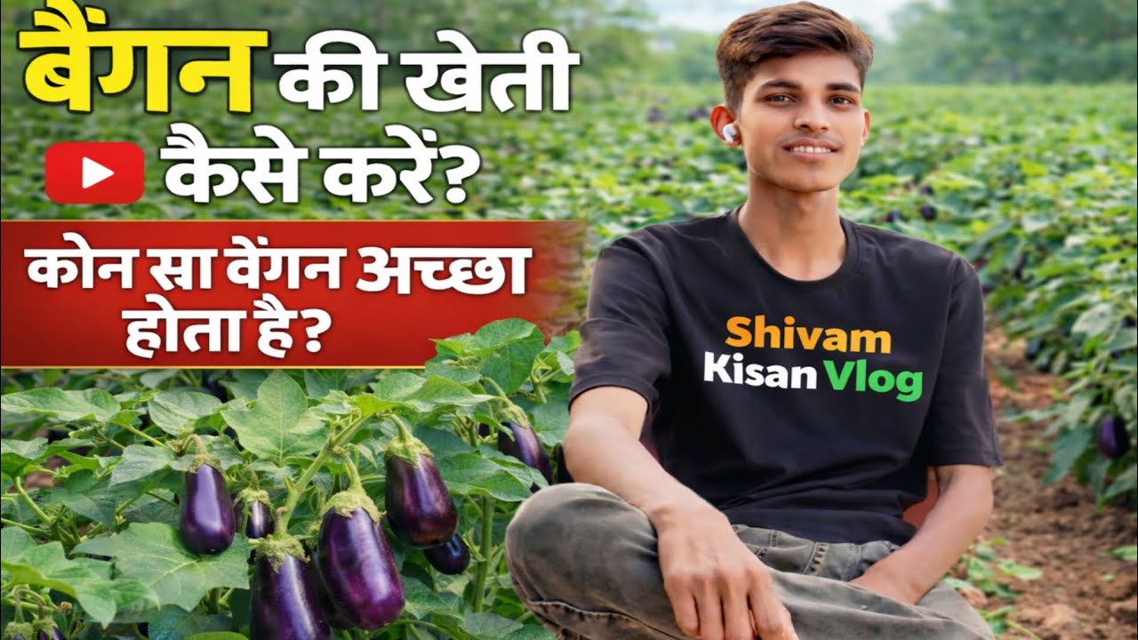 Brinjal ke kheti kayse kare #बैगन की खेती किस प्रकार से करना चाहिए #shivamkisanvlog#farmers
