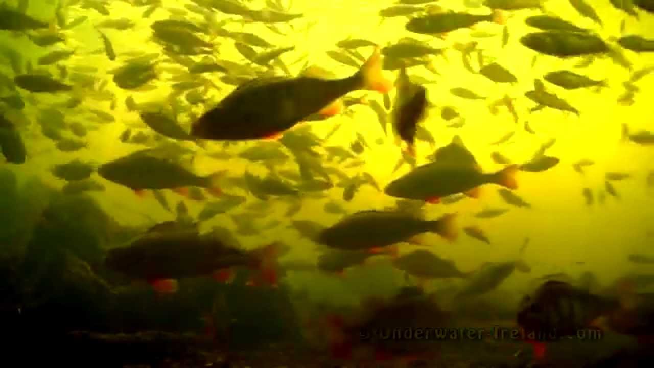 The River. Slow TV Ireland: 1 hour relaxation underwater footage fishcam. Река. Взгляд из под воды.