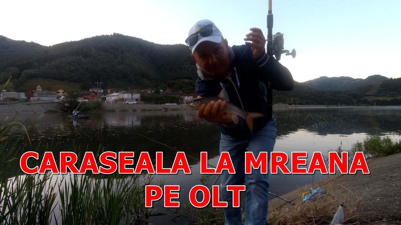 CARAȘEALĂ LA MREANĂ PE OLT