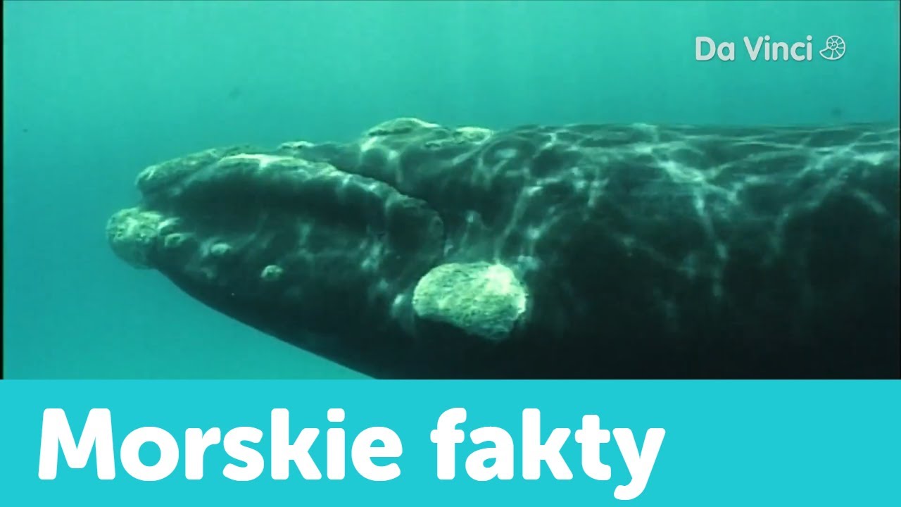 Poznajmy naszych morskich kuzyn&oacute;w😲| Siyaya | Da Vinci Polska