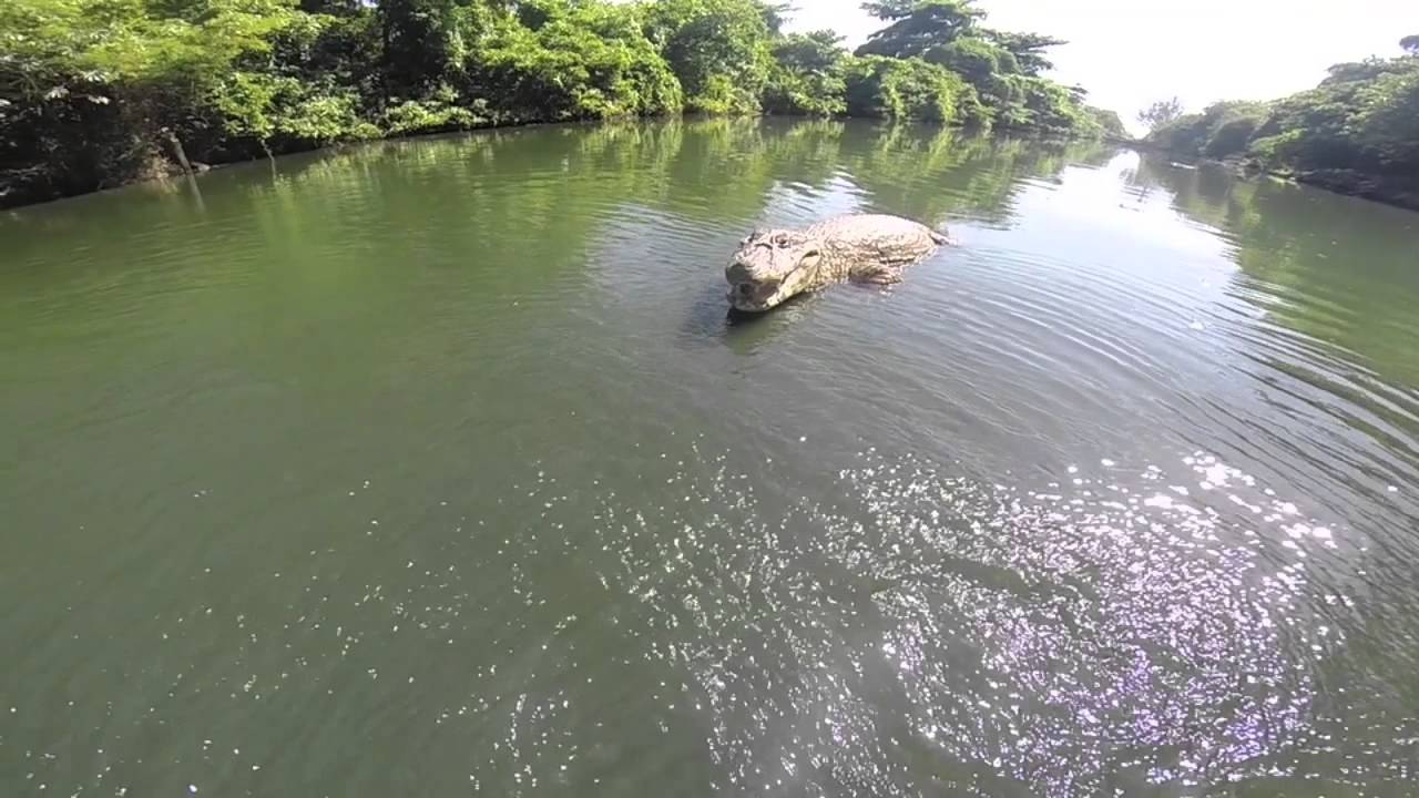 Jacarés no Recreio dos Bandeirantes/RJ - Filmagem Aérea com QuadCopter - Piloto: Rafael Biriba