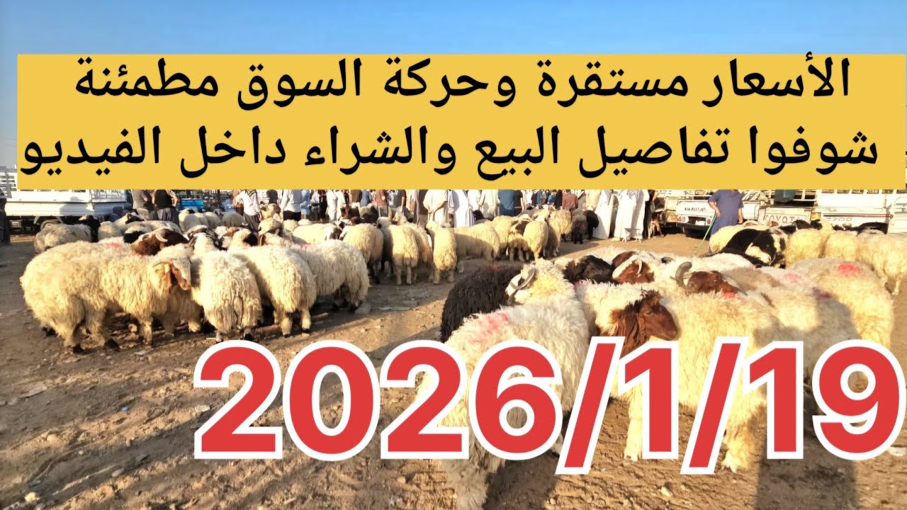 الأسعار مستقرة وحركة السوق مطمئنة | شوفوا تفاصيل البيع والشراء داخل الفيديو
