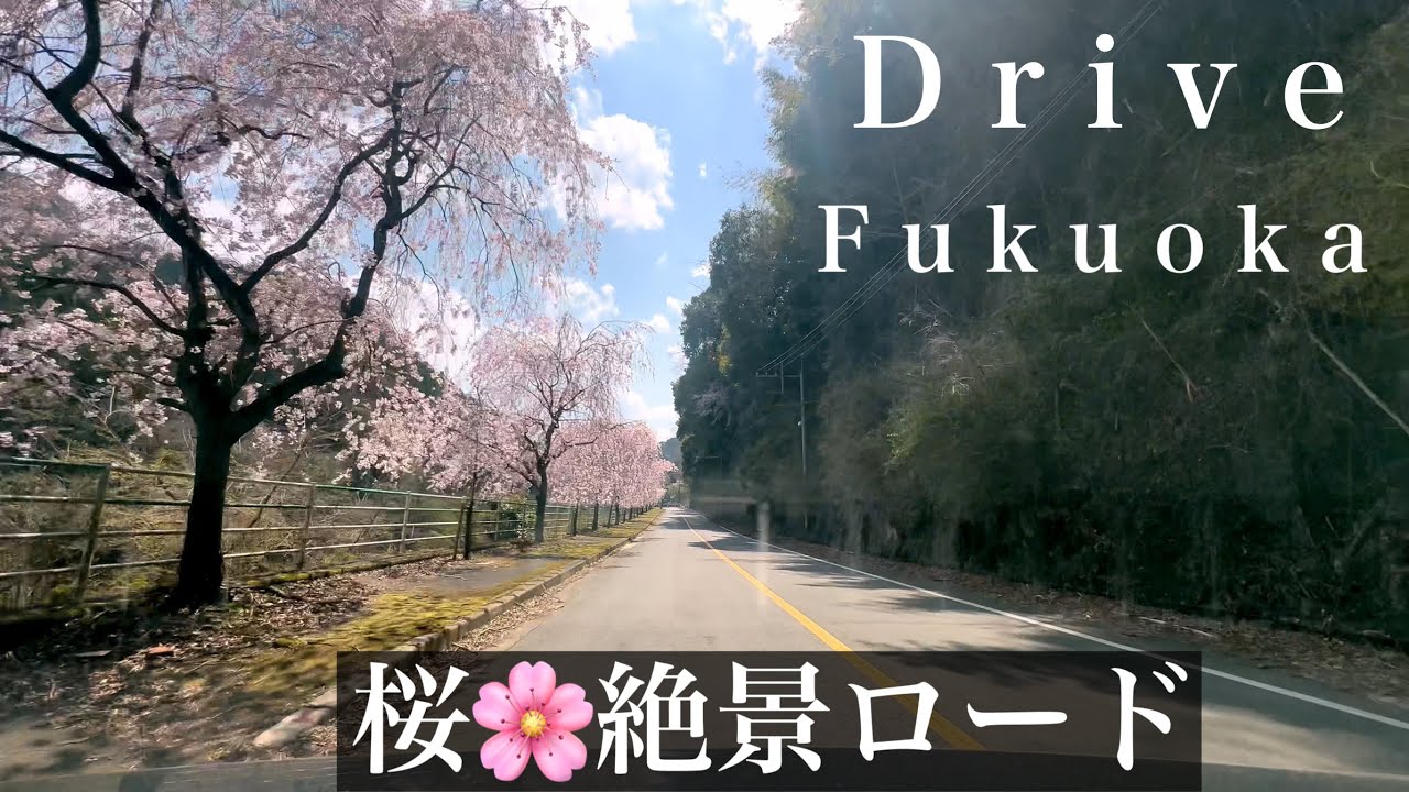 【車載動画】　福岡ドライブ　力丸ダム　桜名所　満開の枝垂れ桜　飯塚側〜糟屋側　iPhone 4K60fps 千石キャンプ場　千石荘