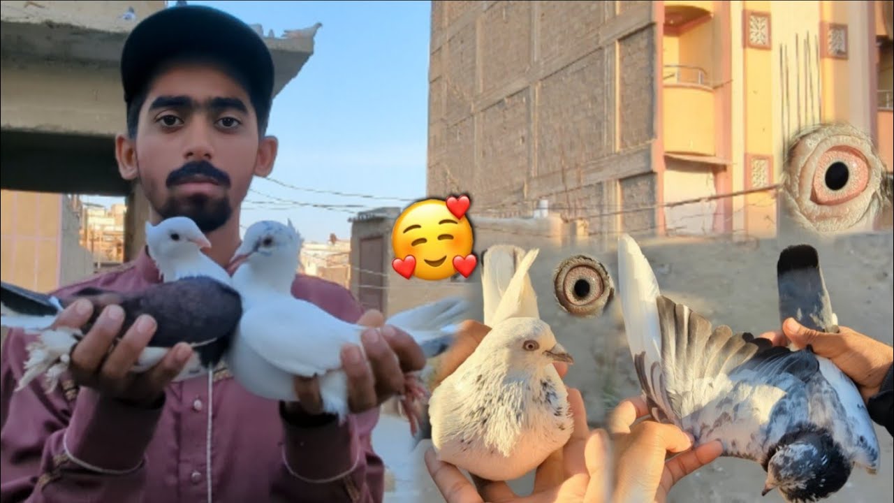 Muneer Bhai Ka Sub Kabootar Apna Setup Pa La Aya🥰 || Wehshi Kabootari Ka Bacha Nikal Aiy🤩. #Pigeon