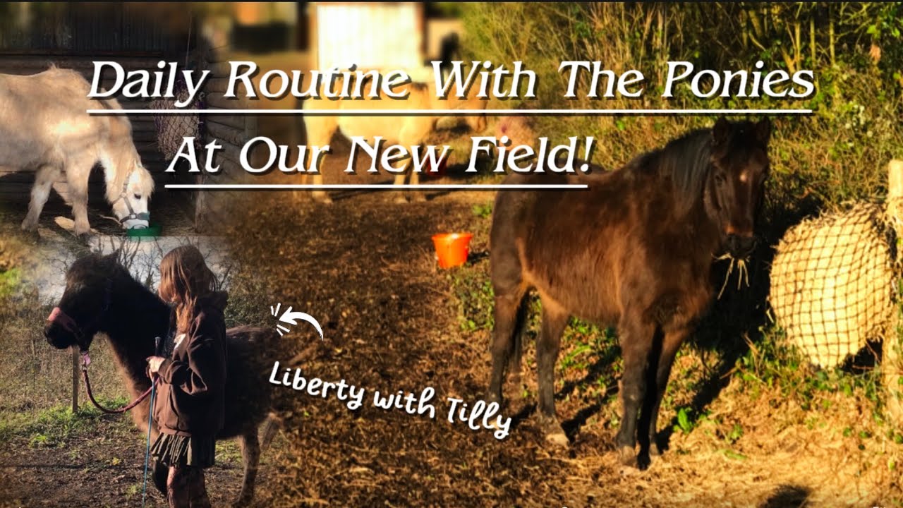 DAILY ROUTINE WITH THE PONIES AT OUR NEW FIELD! Liberty, Brushing, Feeding + More!