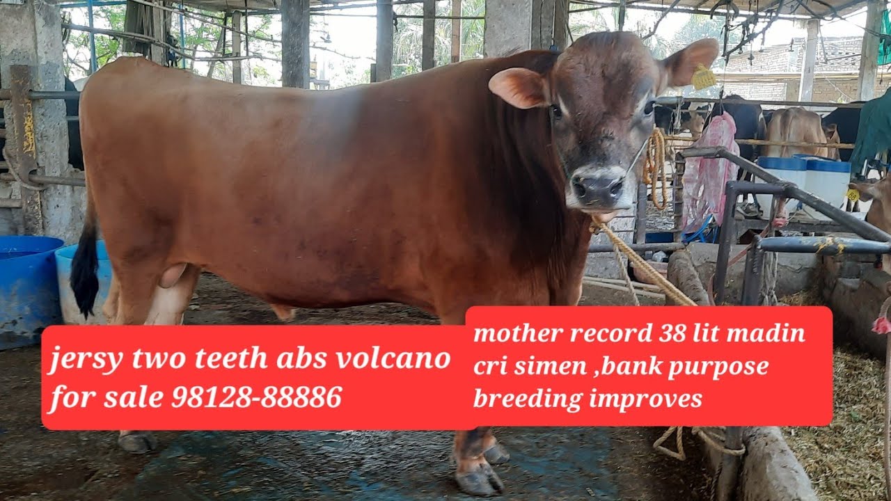 volcano#jersy bull for sale two teeth# Abs volcano #mother madin cri# weight 700kg 98128-88886