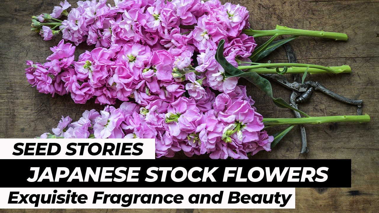 Japanese Stock: Exquisite Fragrance and Beauty