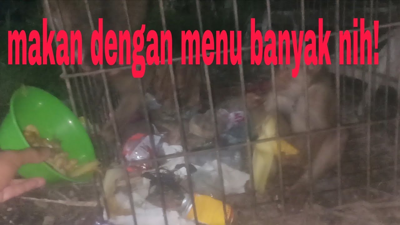 Makan malam dengan menu jagung kacang dan roti!!! 