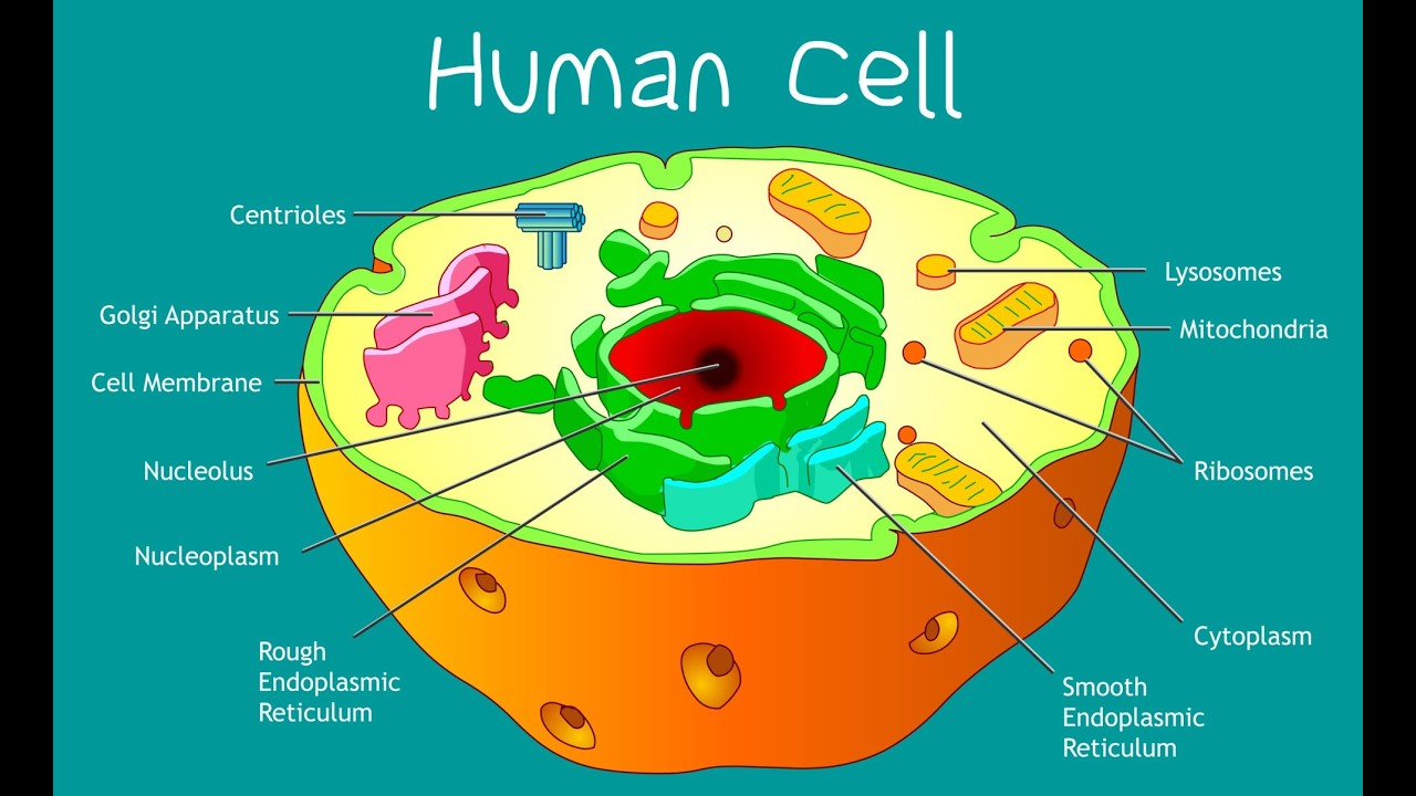 Cells and Cell Structure EXPLAINED