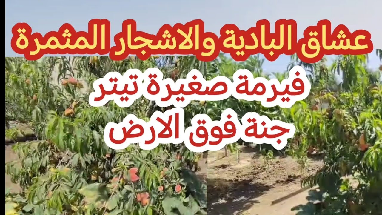 📢🗣️تحت الطلب ديالكم فيرمة صغيرة تيتر فيها مالذة وطاب من الفواكه، سكن، بئر،الطاقة الشمسية... 