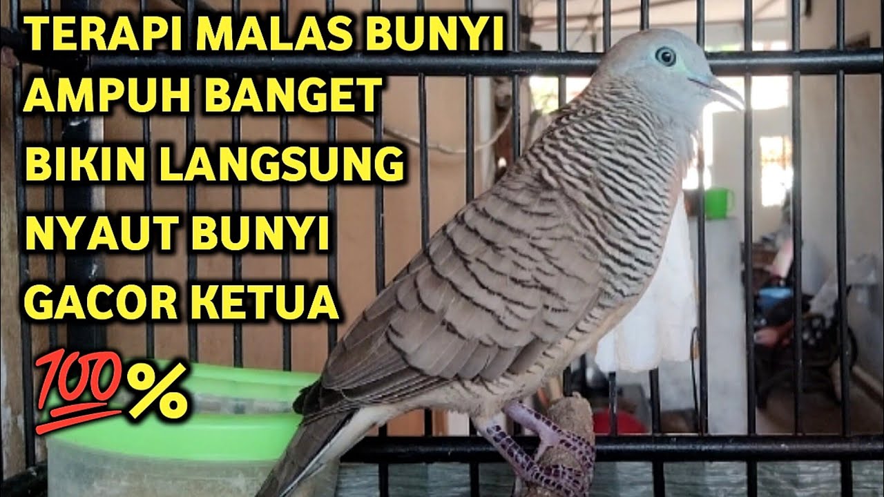 Perkutut Lokal Gacor Suara Super Kristal - Pancingan Malas Bunyi  (99%AMPUH BANGET)