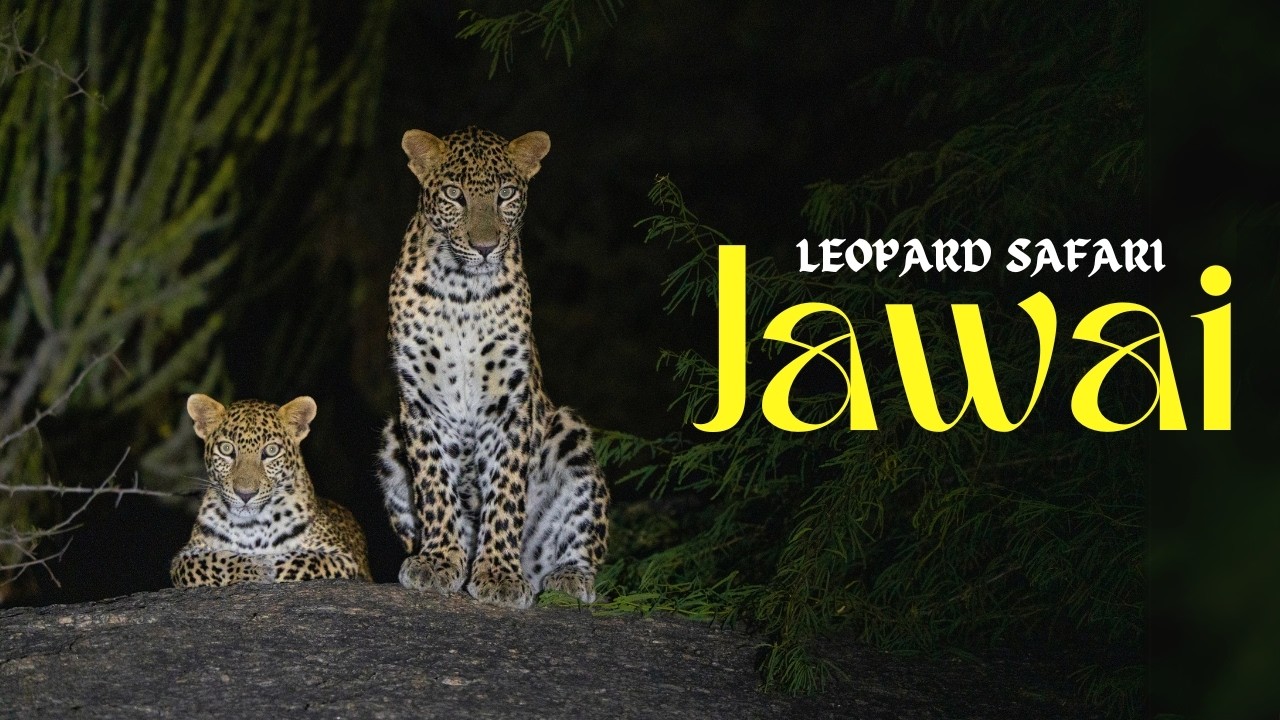We Saw 4 Leopard's in One SAFARI of JAWAI RAJASTHAN | How to book Jawai Leopard Safari | P4