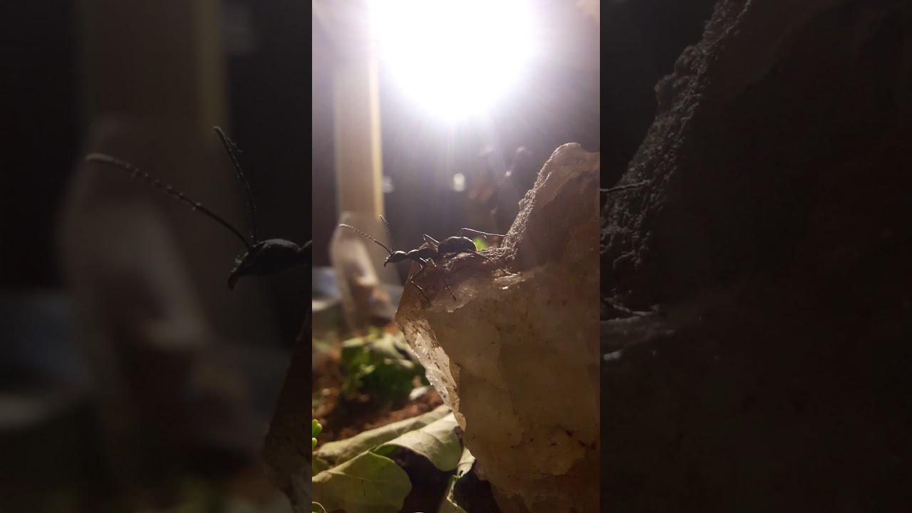 Diacamma Scalpratum / Asian Bullet Ant