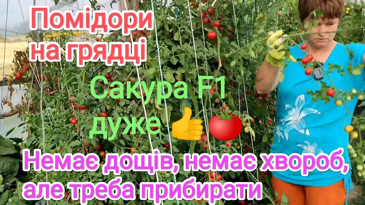 Помідори на грядці цей рік тримаються найдовше, Сакура F1 скрізь врожайні.