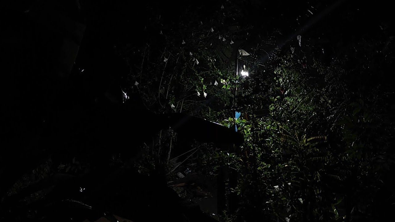 🔴 LIVE ASMR Rain at Dark Night Forest 🌧️ Heavy Rain on Trees for Deep Sleep & Relaxation