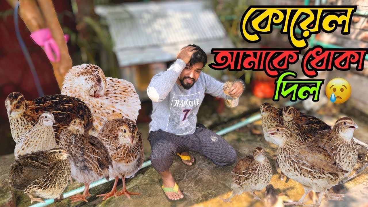 কোয়েল পাখি আমাকে ধোকা দিল 😭 তাই সবাইকে বিদায় করে দিলাম😭