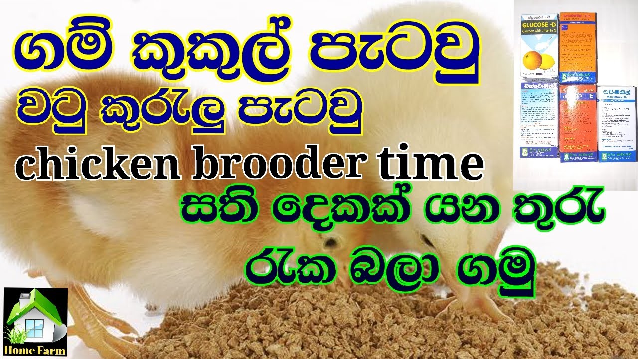 How to care for chicks up to two weeks  |  කුකුල් පැටවුන් සති දෙකක් යනතුරු රැක බලා ගන්නේ කෙසේද