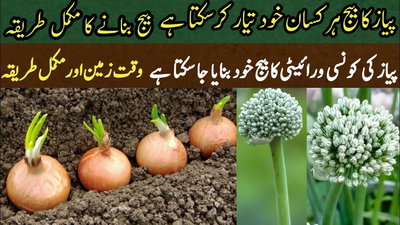ONION SEED MAKING PROCESS EXPOSED! || How to make Onion seed step by step Guide for Farmers