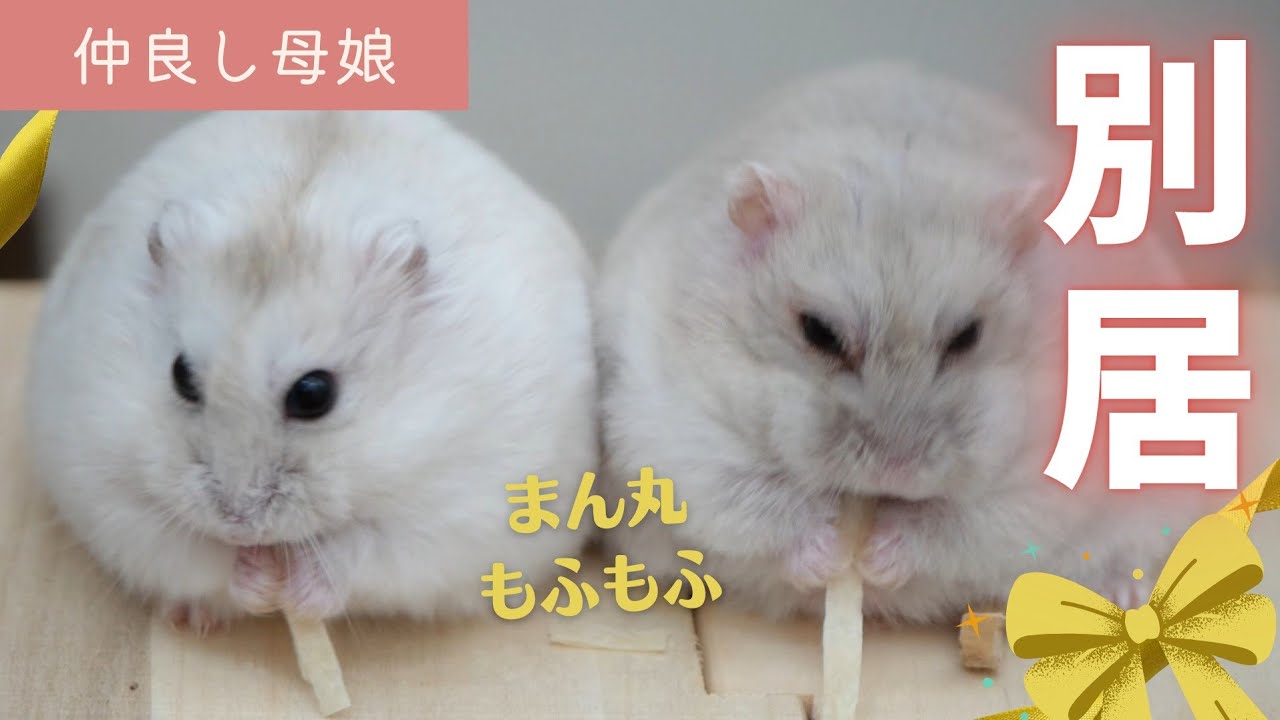 【仲良し母娘】別居、始めました～ジャンガリアンハムスター
