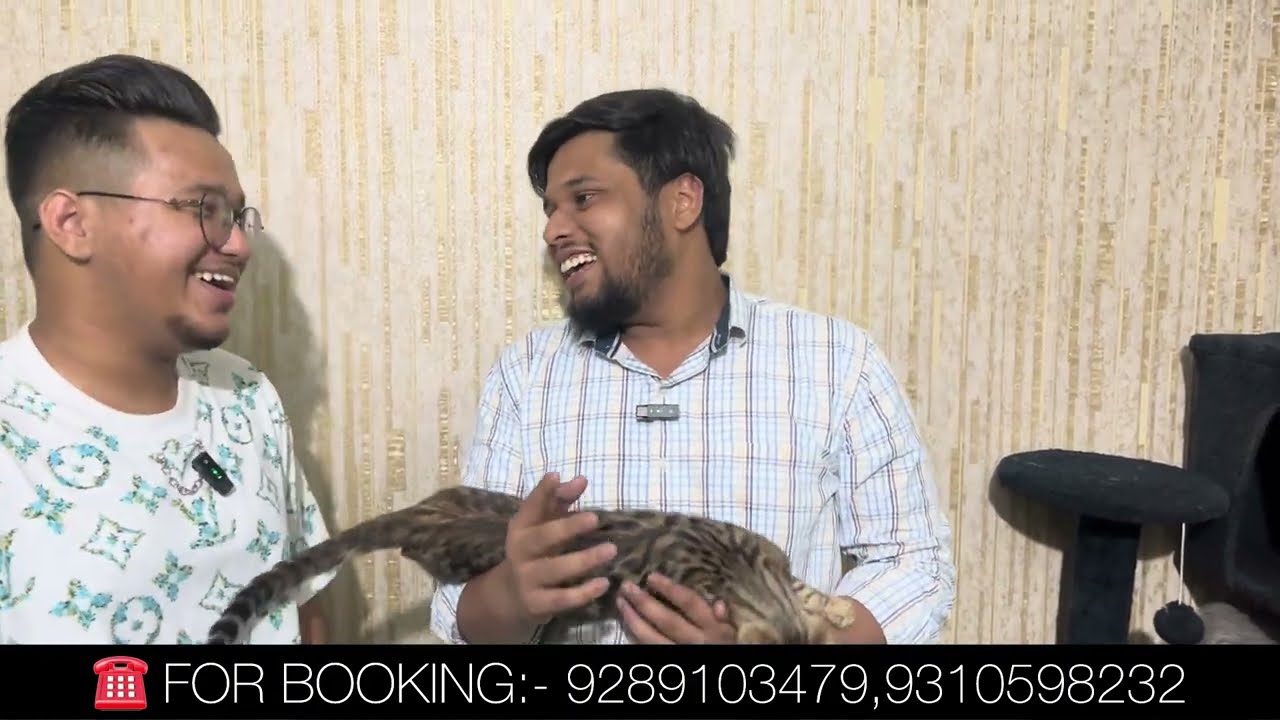 Cheapest Cat Market In Delhi NCR | Persian, Maine Coon, Sphynx, Siamese | Cat in 999* | Furry Feast