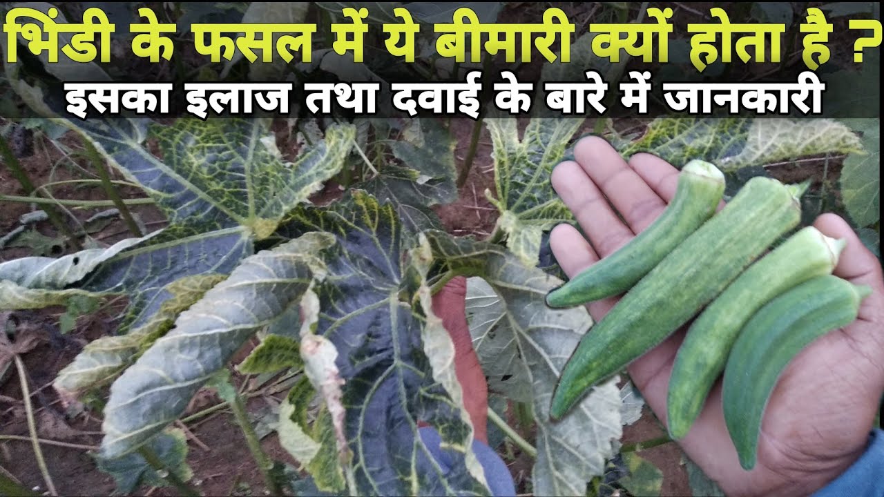 भिंडी में वायरस का अटैक | Yellow Vein Mosaic Virus Disease and Control in Okra | Ladyfinger Virus