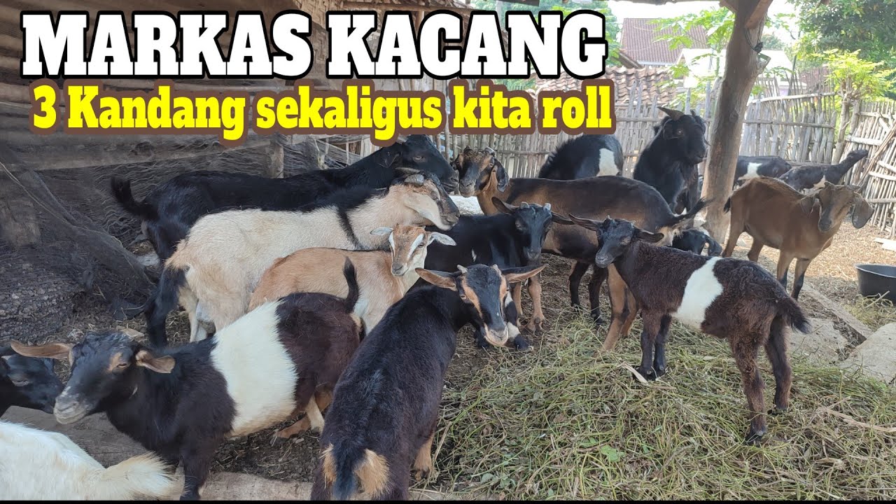 Review Markas Kambing Kacang dan Jawa Randu, Boer