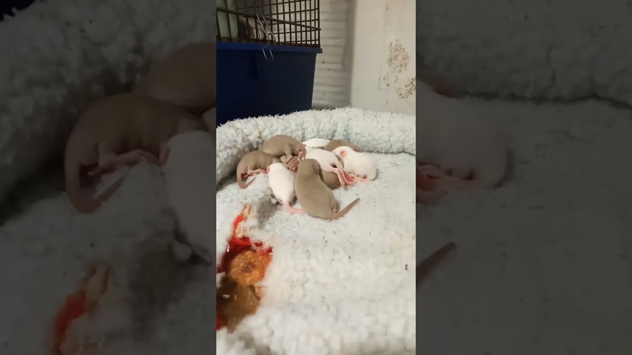 Крысята спят. Дети Ра и Тейи.