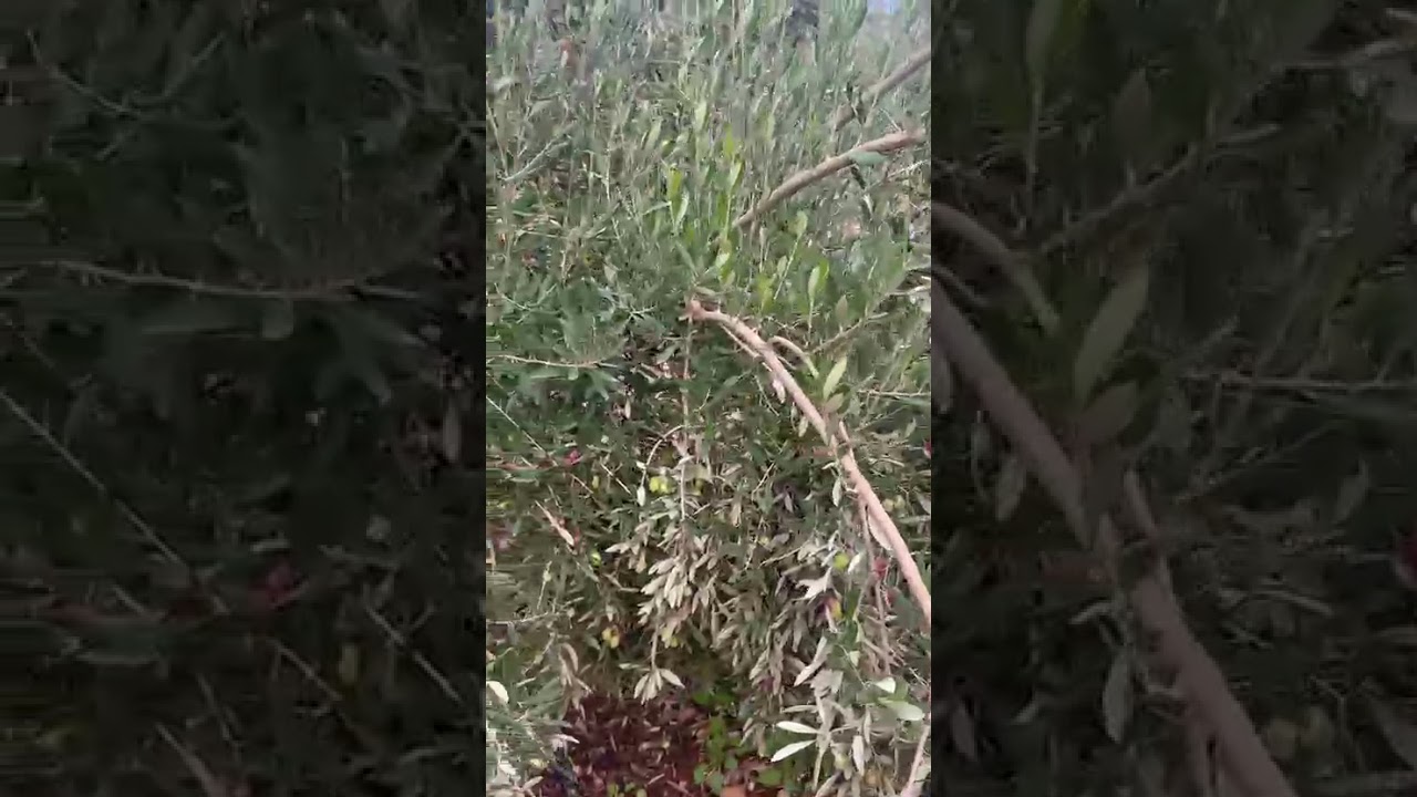 شهادة فلاح من ضيعته على عمل عالم التقليم في تقليم والإرشادات التسميد وتوجيه الأشجار من بني مسكين