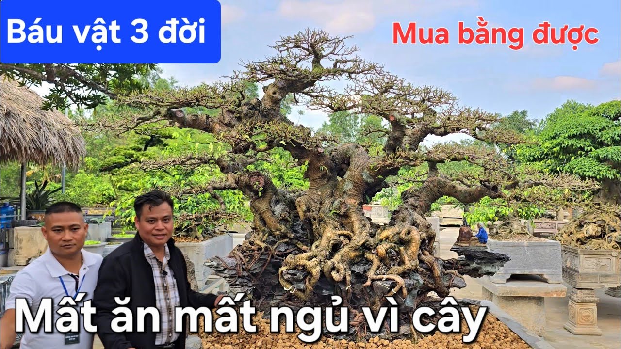 Không mua được cây quý thì em mất ăn mất ngủ vì cây anh ạ 