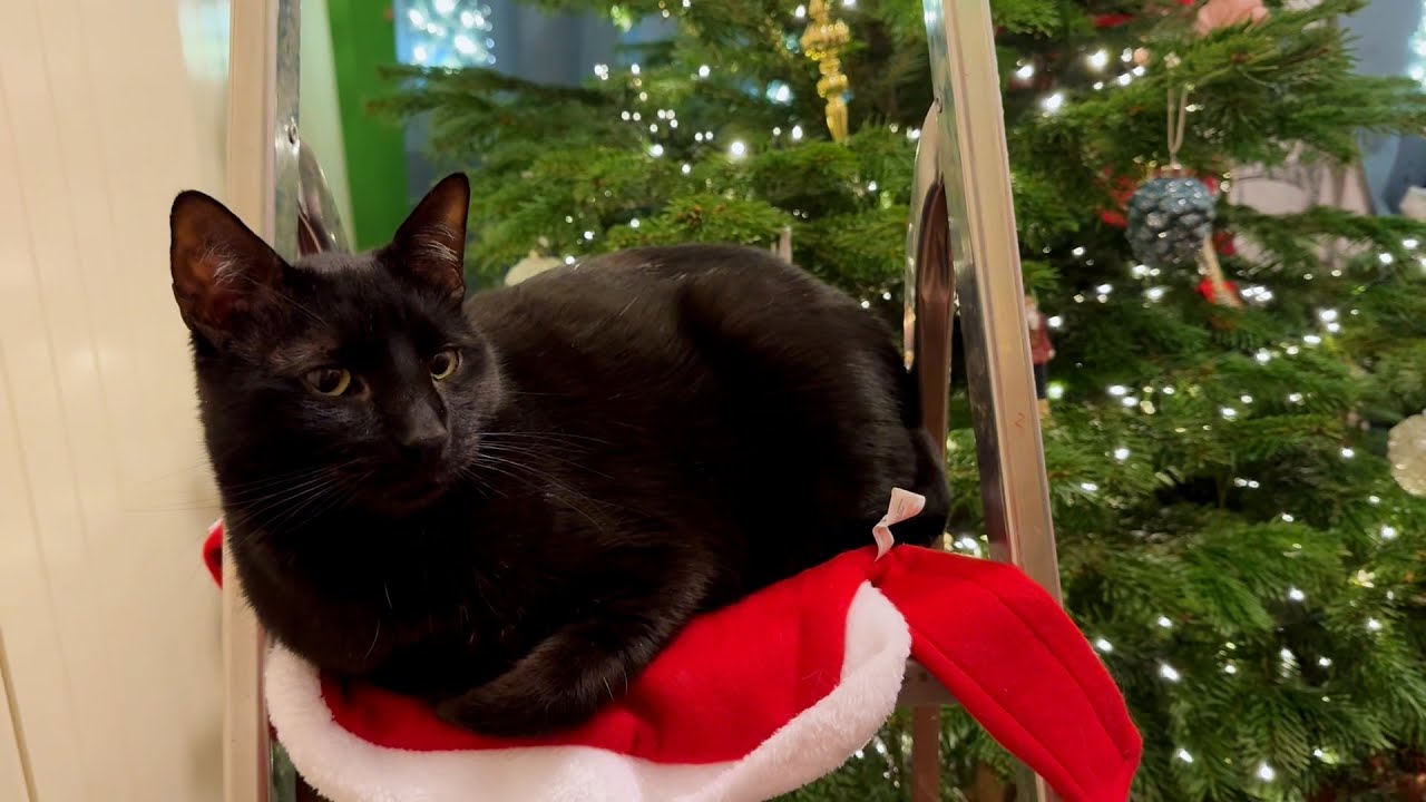 Christmas tree 1