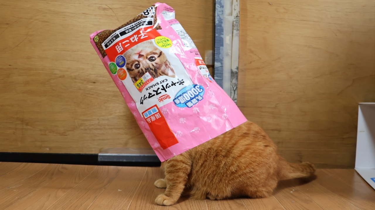キャットスマックの袋と猫　260331