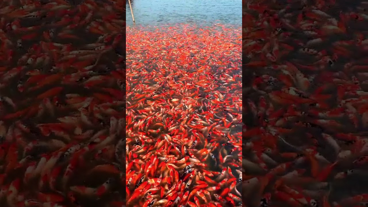 kolamkoi million koi fish in koi pond aquaruim amazing kou selection koi fish goldfish jumbofish