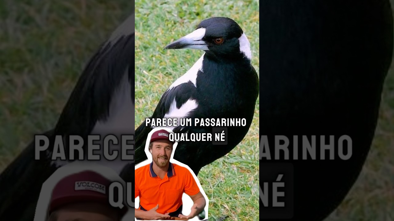 Angry birds da vida real 🤣 #brasileirosnaaustralia #magpies #bichosdaaustralia