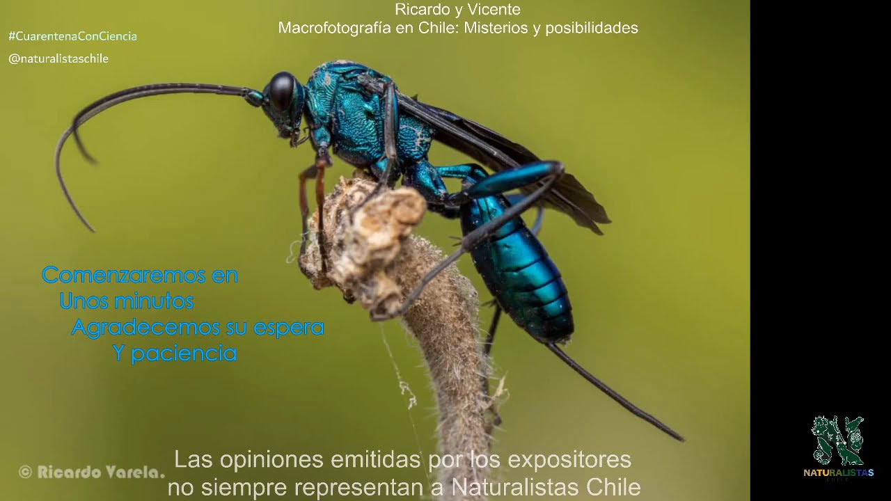 Ricardo y Vicente - Macrofotografía en Chile: Misterios y posibilidades