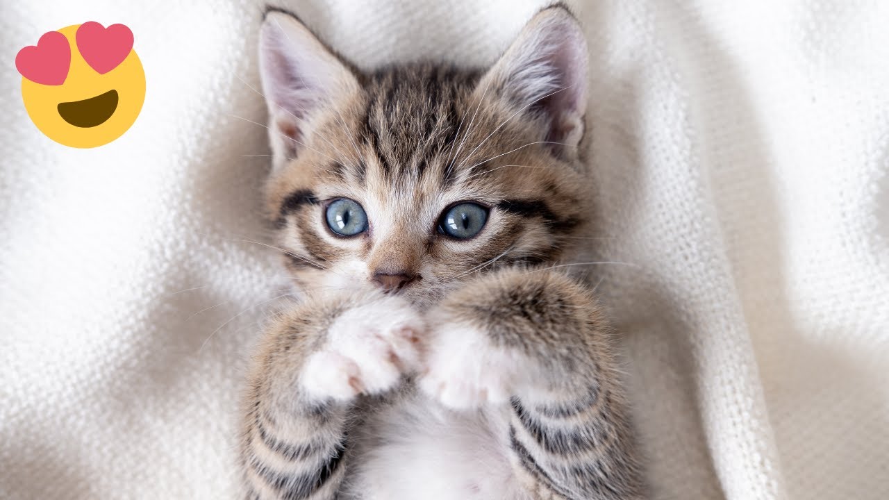 Cute and Funny Animal Reactions That Will Make Your Day &ndash; Funny Pet Videos